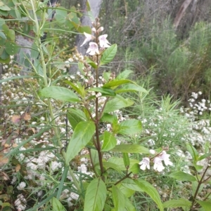 Prostanthera lasianthos at Paddys River, ACT - 1 Dec 2022