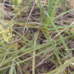 Lomandra filiformis subsp. coriacea (Wattle Matrush) at The Pinnacle - 30 Nov 2022 by sangio7