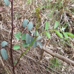 Indigofera australis subsp. australis (Australian Indigo) at Weetangera, ACT - 30 Nov 2022 by sangio7