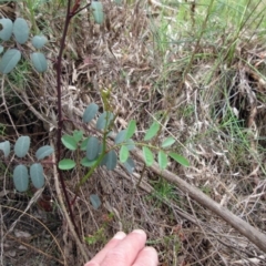 Indigofera australis subsp. australis at Weetangera, ACT - 30 Nov 2022 08:20 AM