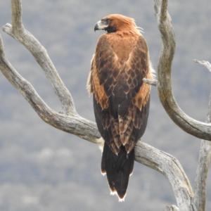 Aquila audax at Stromlo, ACT - 2 Dec 2022 07:39 AM