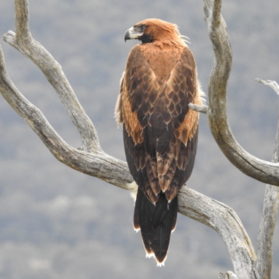 Aquila audax (Wedge-tailed Eagle) at Stromlo, ACT - 1 Dec 2022 by HelenCross