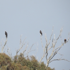 Aquila audax at Stromlo, ACT - 2 Dec 2022 07:39 AM