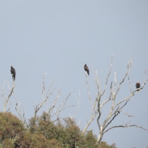 Aquila audax at Stromlo, ACT - 2 Dec 2022 07:39 AM