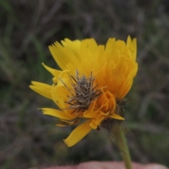 Heliocosma (genus) (A Tortricid moth) at Tarengo Reserve (Boorowa) - 23 Oct 2022 by michaelb