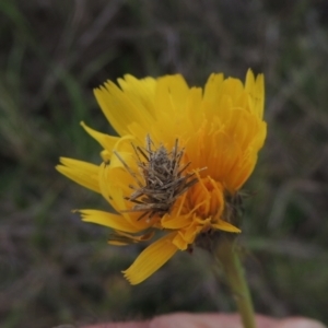 Heliocosma (genus) at Boorowa, NSW - 23 Oct 2022 03:59 PM