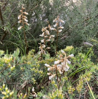 Gastrodia sesamoides (Cinnamon Bells) at ANBG - 1 Dec 2022 by AJB