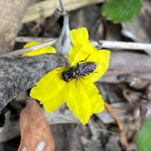 Eumerus sp. (genus) at Bruce, ACT - 1 Dec 2022