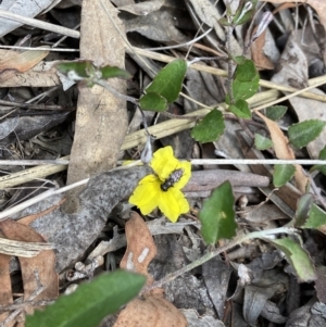 Eumerus sp. (genus) at Bruce, ACT - 1 Dec 2022