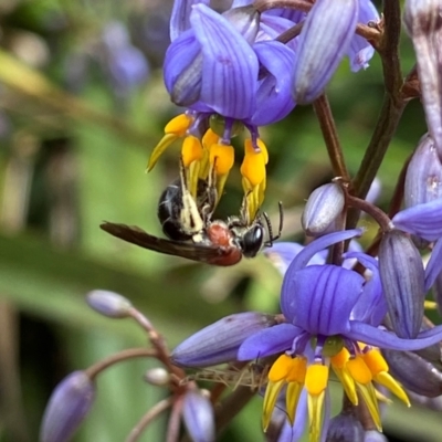 Lasioglossum (Callalictus) callomelittinum (Halictid bee) at ANBG - 1 Dec 2022 by AJB