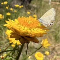 Nacaduba biocellata (Two-spotted Line-Blue) at Hackett, ACT - 30 Nov 2022 by Pirom