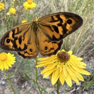 Heteronympha merope at Hackett, ACT - 30 Nov 2022