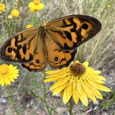 Heteronympha merope (Common Brown Butterfly) at Mount Majura - 30 Nov 2022 by Pirom