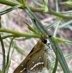 Taractrocera papyria (White-banded Grass-dart) at Mount Majura - 30 Nov 2022 by Pirom