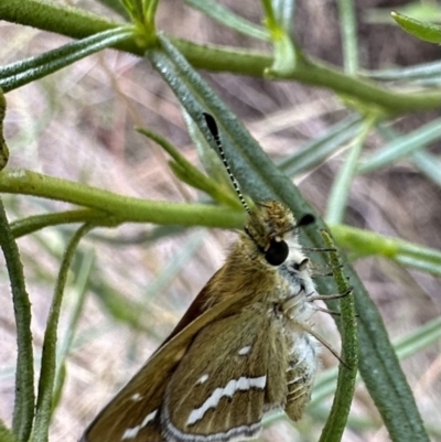 Taractrocera papyria (White-banded Grass-dart) at Hackett, ACT - 30 Nov 2022 by Pirom