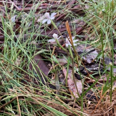 Caladenia alpina (Mountain Caps) at Cotter River, ACT - 1 Dec 2022 by NickiTaws