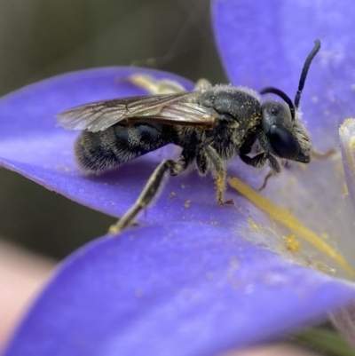 Lasioglossum (Chilalictus) lanarium (Halictid bee) at Bruce, ACT - 1 Dec 2022 by AJB