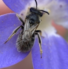 Lasioglossum (Chilalictus) lanarium at Bruce, ACT - 1 Dec 2022 02:28 PM