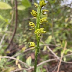 Prasophyllum flavum (Yellow Leek Orchid) at Tianjara, NSW - 2 Dec 2022 by rosiecooney