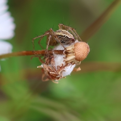 Oxyopes sp. (genus) (Lynx spider) at Wodonga, VIC - 2 Dec 2022 by KylieWaldon