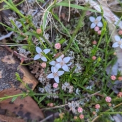 Boronia nana var. hyssopifolia at Blakney Creek, NSW - 2 Dec 2022 by mainsprite