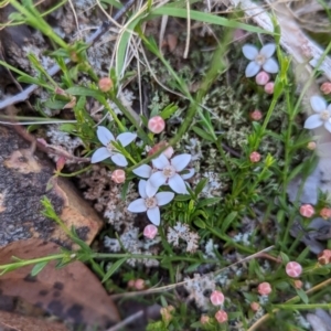 Boronia nana var. hyssopifolia at Blakney Creek, NSW - suppressed