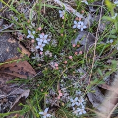 Boronia nana var. hyssopifolia at Blakney Creek, NSW - 2 Dec 2022