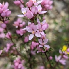 Boronia microphylla at Blakney Creek, NSW - suppressed