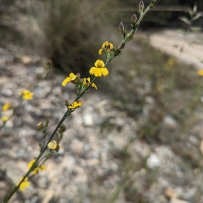 Goodenia bellidifolia (Daisy-leaf Goodenia) at Blakney Creek, NSW - 2 Dec 2022 by mainsprite