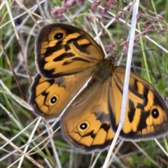 Heteronympha merope (Common Brown Butterfly) at Googong, NSW - 1 Dec 2022 by Wandiyali