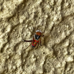 Maratus pavonis (Dunn's peacock spider) at Wandiyali-Environa Conservation Area - 1 Dec 2022 by Wandiyali