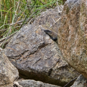 Egernia cunninghami at Greenway, ACT - 2 Dec 2022