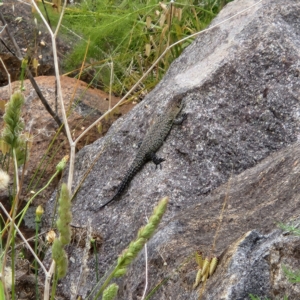 Egernia cunninghami at Greenway, ACT - 2 Dec 2022