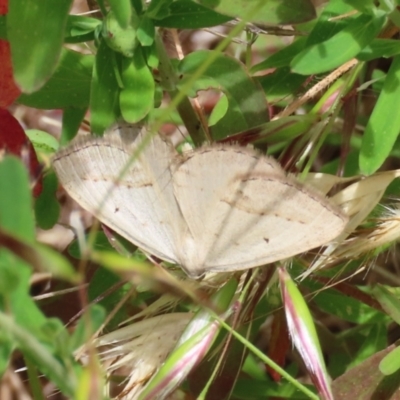 Taxeotis endela (Looper or geometer moth) at Theodore, ACT - 2 Dec 2022 by owenh