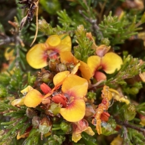 Dillwynia sericea at Bungendore, NSW - 2 Dec 2022 10:39 AM