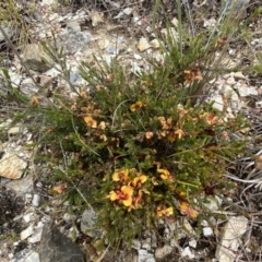 Dillwynia sericea at Bungendore, NSW - 2 Dec 2022 10:39 AM