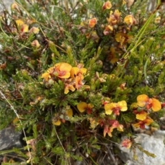 Dillwynia sericea at Bungendore, NSW - 2 Dec 2022 10:39 AM