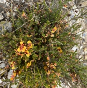 Dillwynia sericea at Bungendore, NSW - 2 Dec 2022 10:39 AM