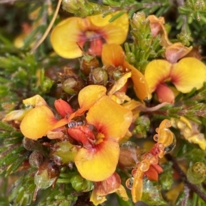 Dillwynia sericea at Bungendore, NSW - 2 Dec 2022 10:39 AM