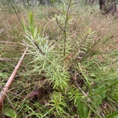 Persoonia chamaepeuce (Dwarf Geebung) at Sweeney's TSR - 2 Dec 2022 by SteveBorkowskis