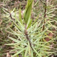 Persoonia chamaepeuce at Lake George, NSW - 2 Dec 2022