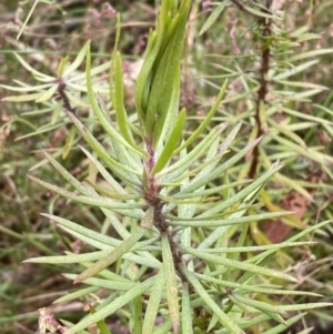 Persoonia chamaepeuce at Lake George, NSW - 2 Dec 2022 10:25 AM