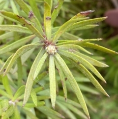 Persoonia chamaepeuce at Lake George, NSW - 2 Dec 2022 10:25 AM