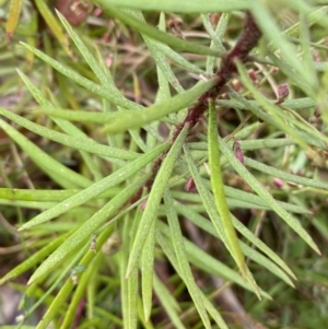 Persoonia chamaepeuce at Lake George, NSW - 2 Dec 2022