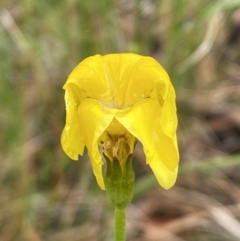 Goodenia pinnatifida (Scrambled Eggs) at Lake George, NSW - 2 Dec 2022 by SteveBorkowskis