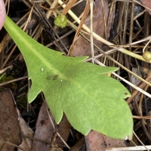 Goodenia pinnatifida at Lake George, NSW - 2 Dec 2022 10:13 AM