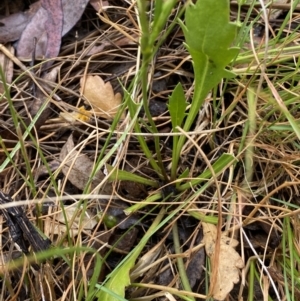 Goodenia pinnatifida at Lake George, NSW - 2 Dec 2022 10:13 AM