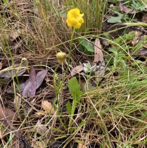 Goodenia pinnatifida at Lake George, NSW - 2 Dec 2022 10:13 AM