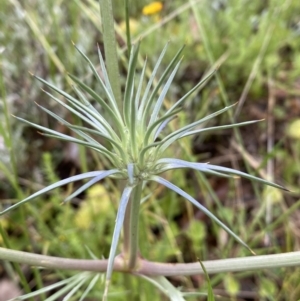 Eryngium ovinum at Lake George, NSW - 2 Dec 2022 10:10 AM