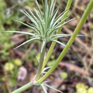 Eryngium ovinum at Lake George, NSW - 2 Dec 2022 10:10 AM